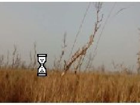Tiger Reserve rosewood trees disaster
