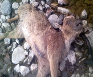 dozen of animal killed by poison in nainital.