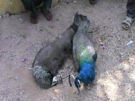 peacock died