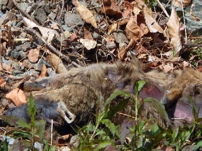dozen of animal killed by poison in nainital.