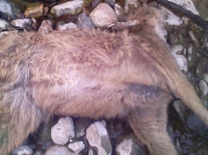 dozen of animal killed by poison in nainital.