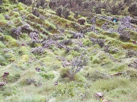 Article on illegal apple orchards in himachal.