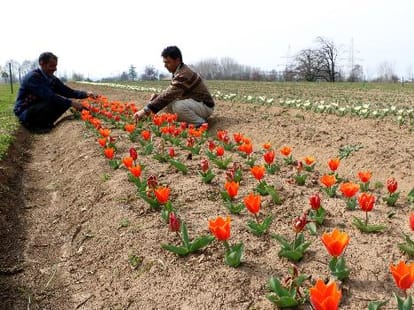 Tulip flower beginning to bloom