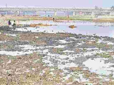 Why Krvn river pink froth 