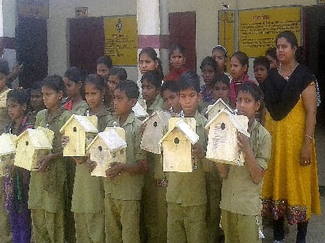 The house sparrow conservation