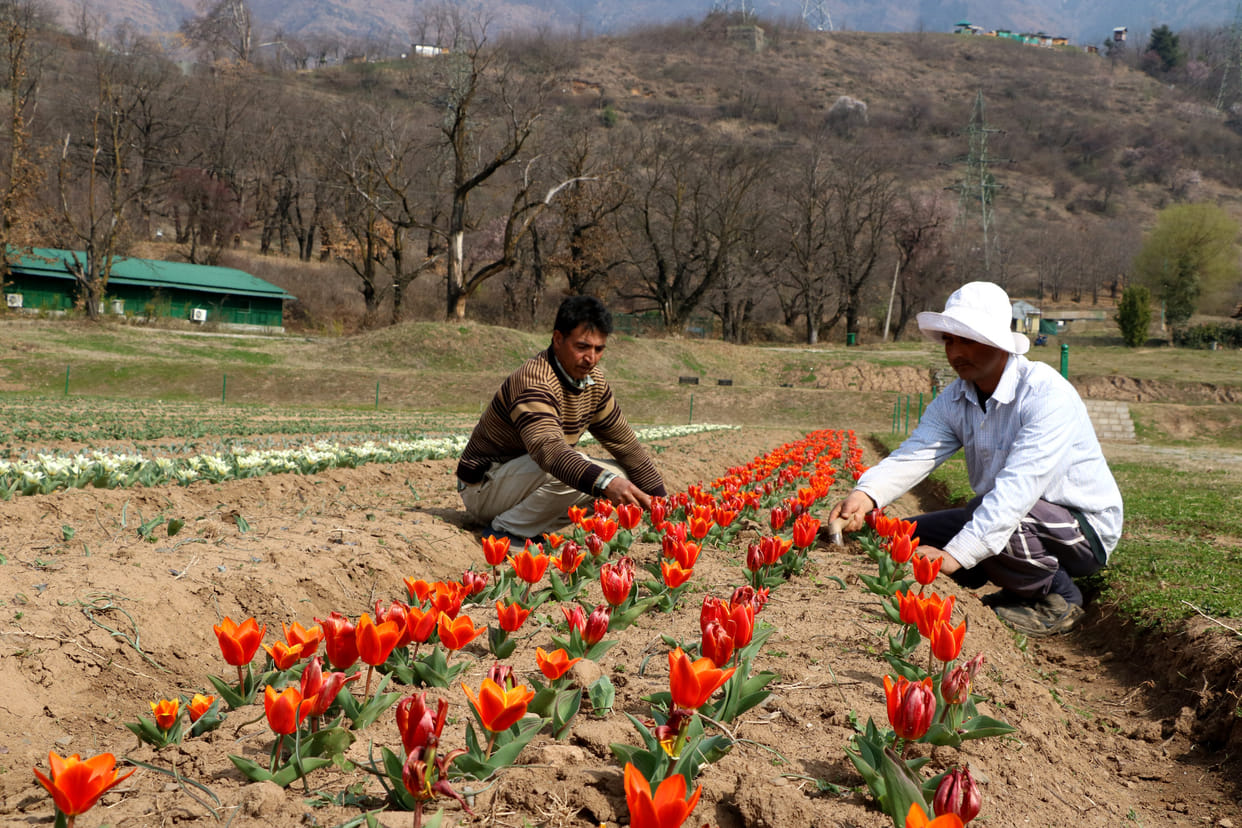 Flowers plantation scheme flopped.
