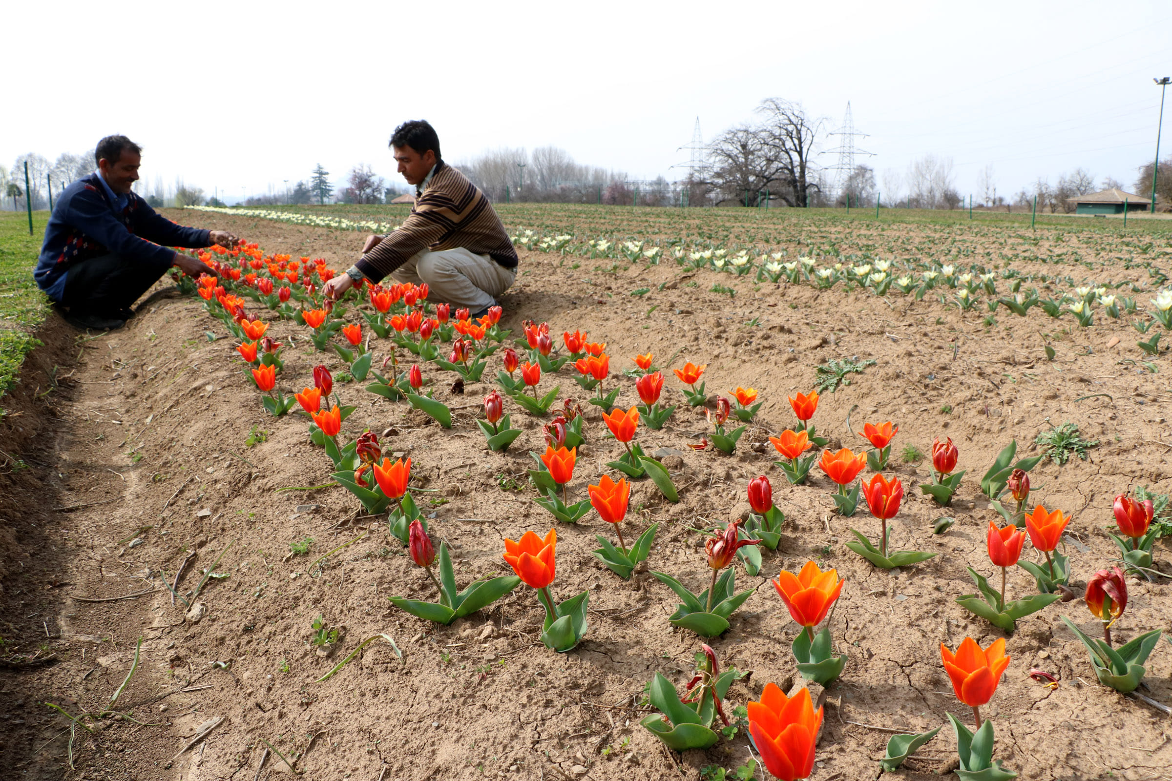 tulip festival will be start from 1st april
